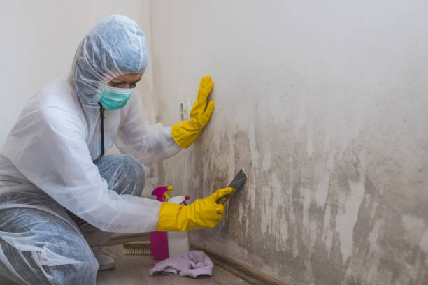 Best Black Mold Removal  in Tishomingo, OK