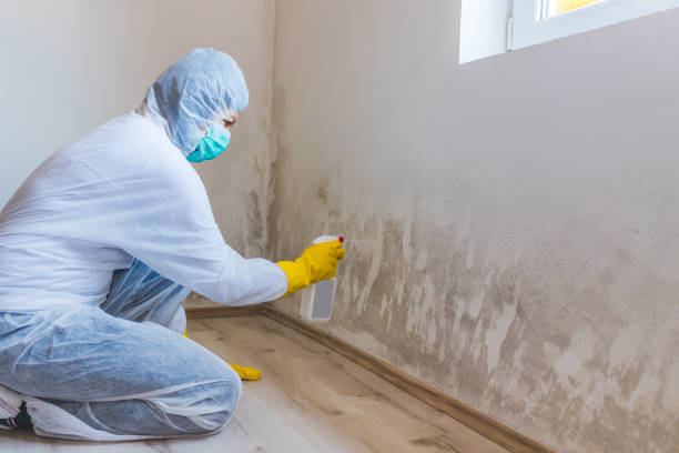 Mold Removal and Inspection in Tishomingo, OK