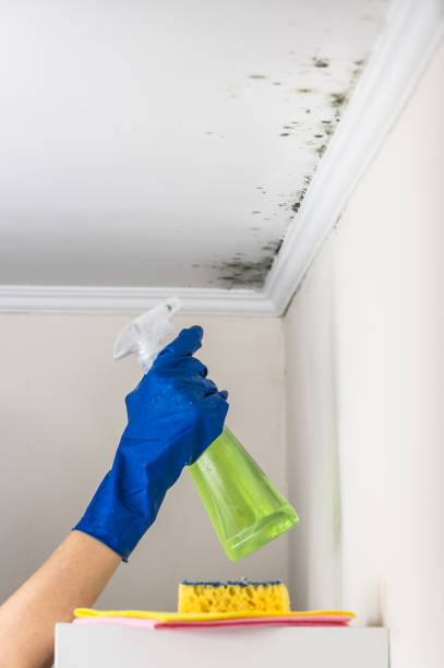 Trusted Tishomingo, OK Mold Removal Experts